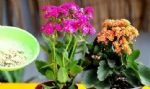 秋季入手长寿花、蟹爪兰，按照此3点护理，开花数量翻一翻